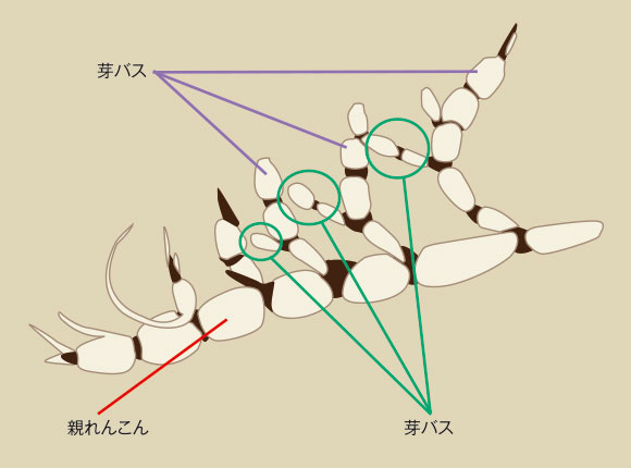 皆さんは「芽バス」を知っていますか？